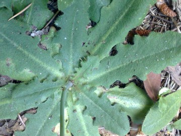 Hypochaeris radicata